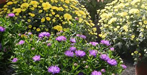 Chrysanthemen, Gartencenter Pfalz