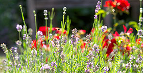 Pflanzenwelt Dienst: Gartencenter in der Pfalz