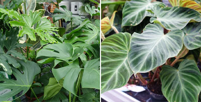 Zimmerpflanzen: Monstera und Philodendron  /  Gartencenter Pfalz