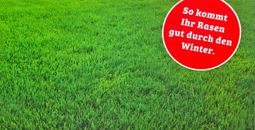 Grüner Rasen mit dem Hinweis „So kommt Ihr Rasen gut durch den Winter“