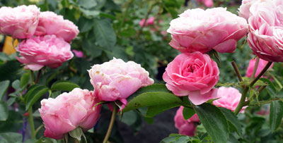 Zeit für Rosen, Gartencenter Böhl-Iggelheim