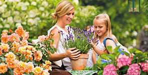 Der Sommergarten mit Hortensien, Rosen und Stauden.