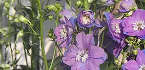 Lila Rittersporn