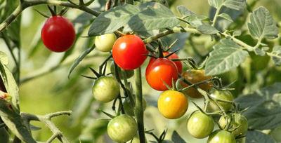 Tomaten an Rispe