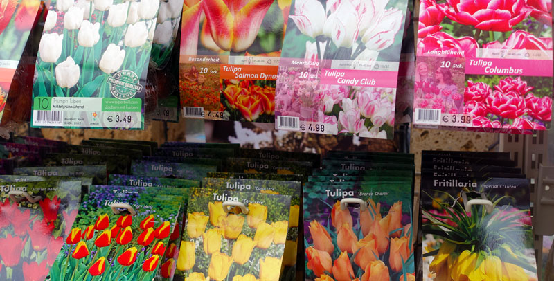 Zeit für Tulpen, Gartencenter Böhl-Iggelheim