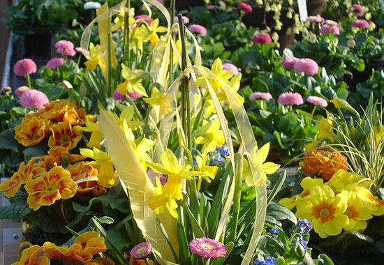 Beetpflanzen / Balkonpflanzen- Gartencenter Pfalz