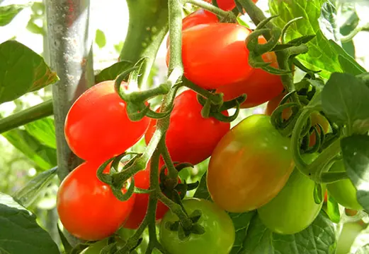 Rote und grüne Tomaten an der Pflanze