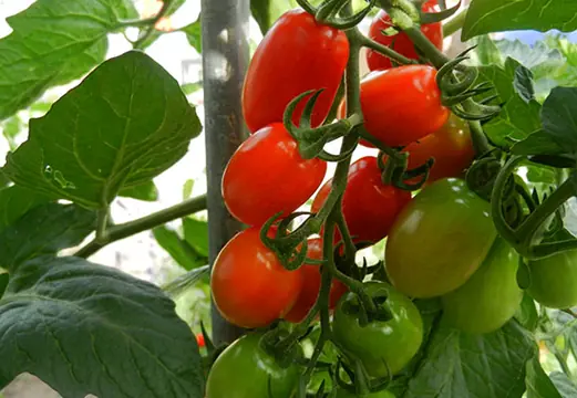 Reife Cocktailtomaten an der Rispe