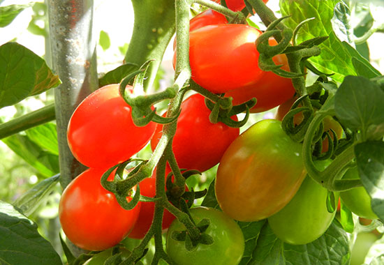 Gemüse und Tomaten: Tomaten