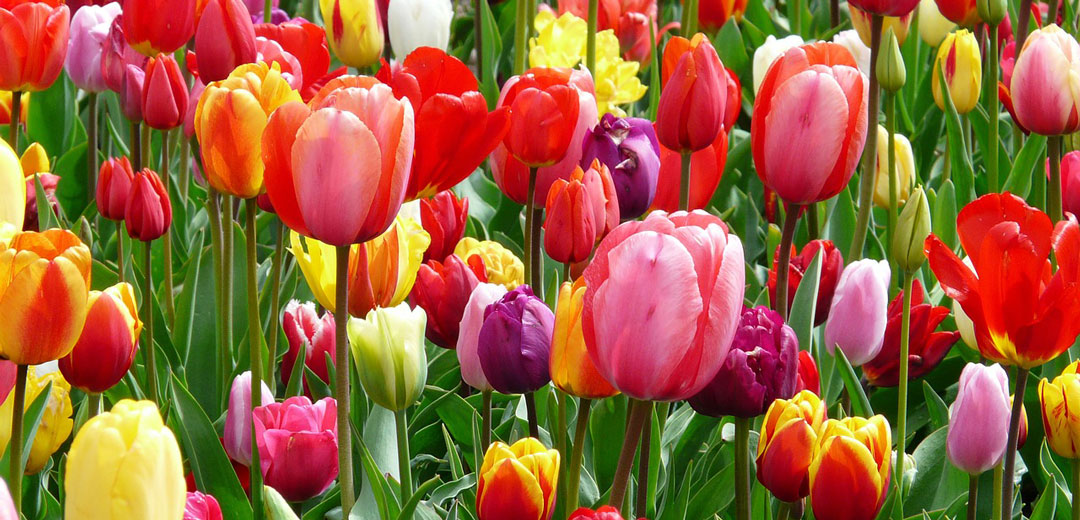 Tulpen - Gartencenter Dienst