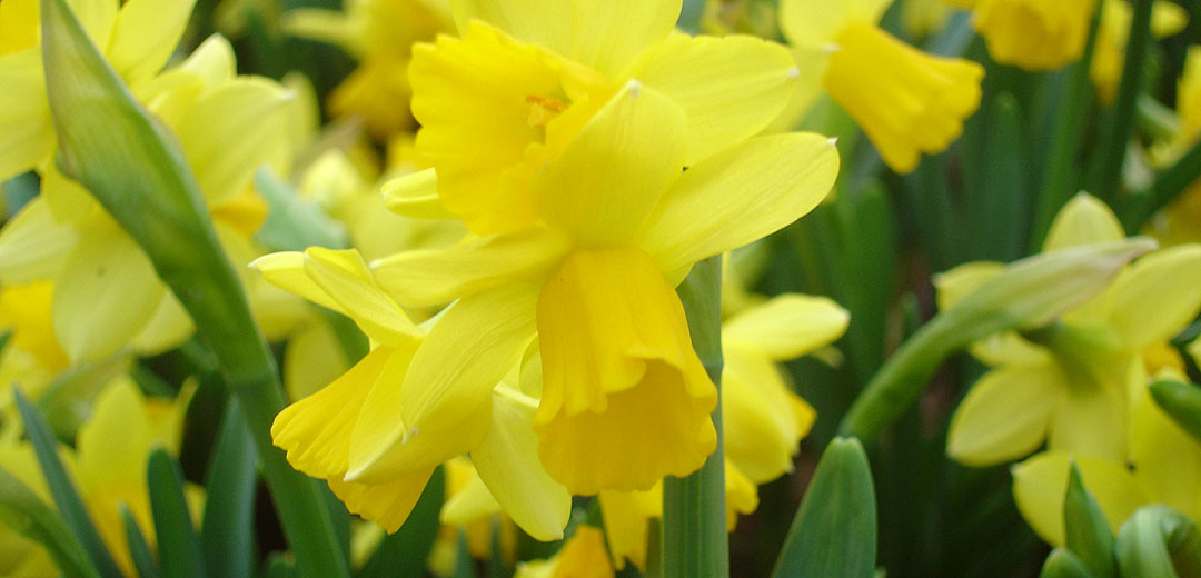 Narzissen - Gartencenter Dienst