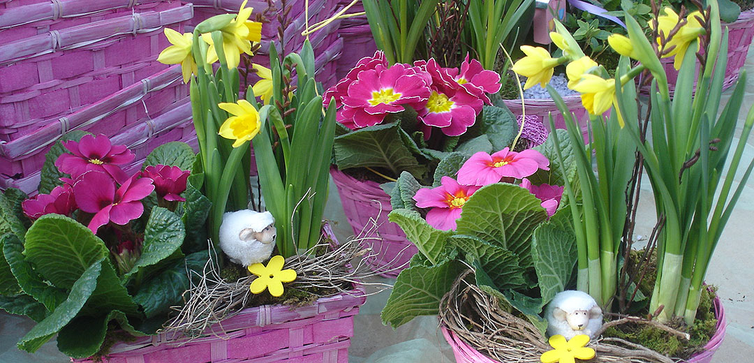 Frühlingsblumen Pfalz