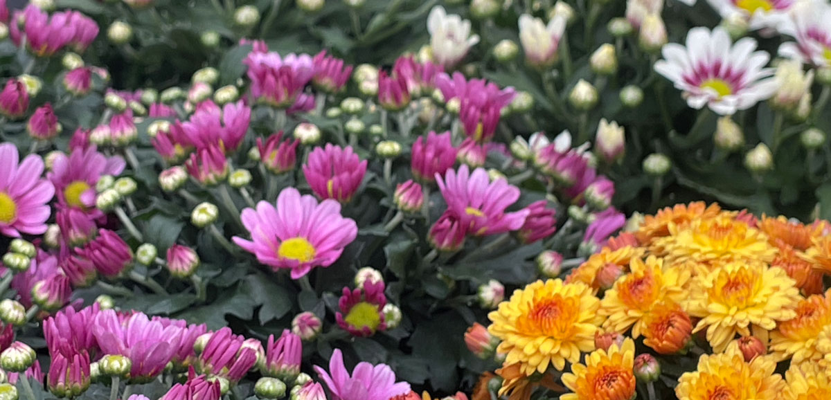Herbstpflanzen - Chrysanthemen - Gartencenter Dienst