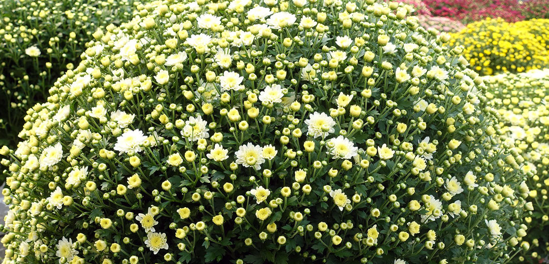 Chrysanthemen - Gartencenter Dienst
