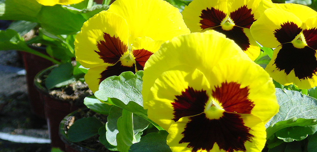 Herbstblumen Pfalz