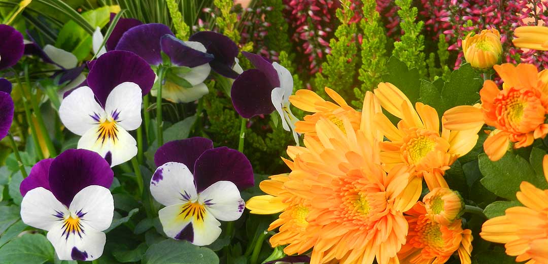 Herbst im Garten