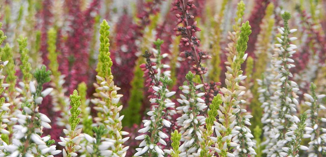 Heidekraut Erica Heide - Gartencenter Dienst