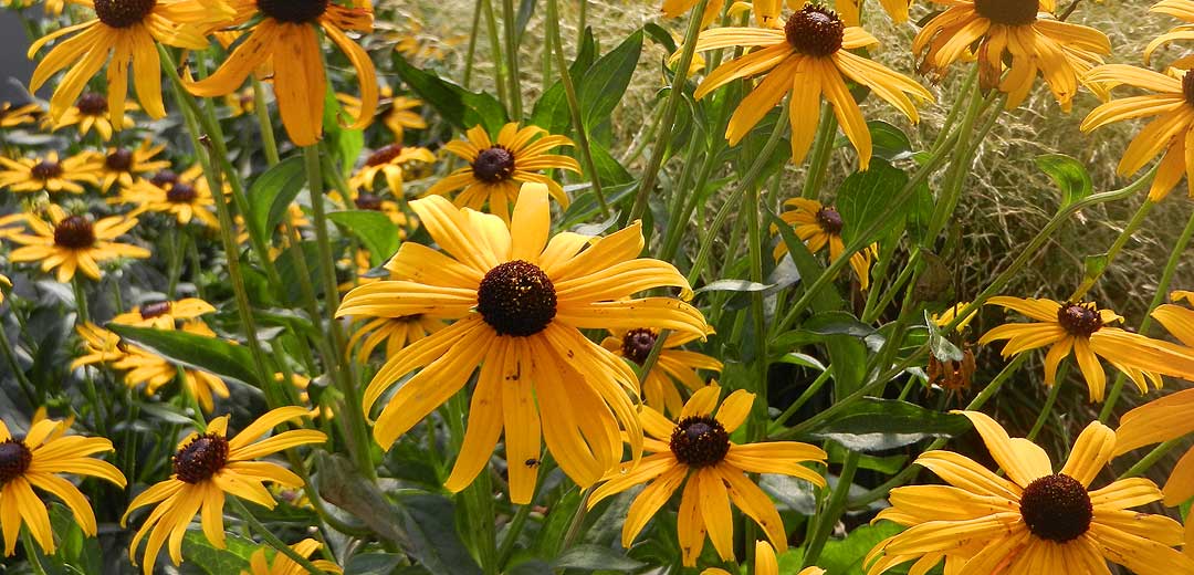 Ringelblume - Gartencenter