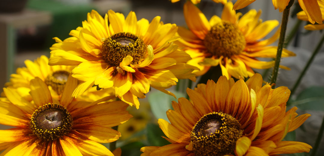 Sommer im Garten
