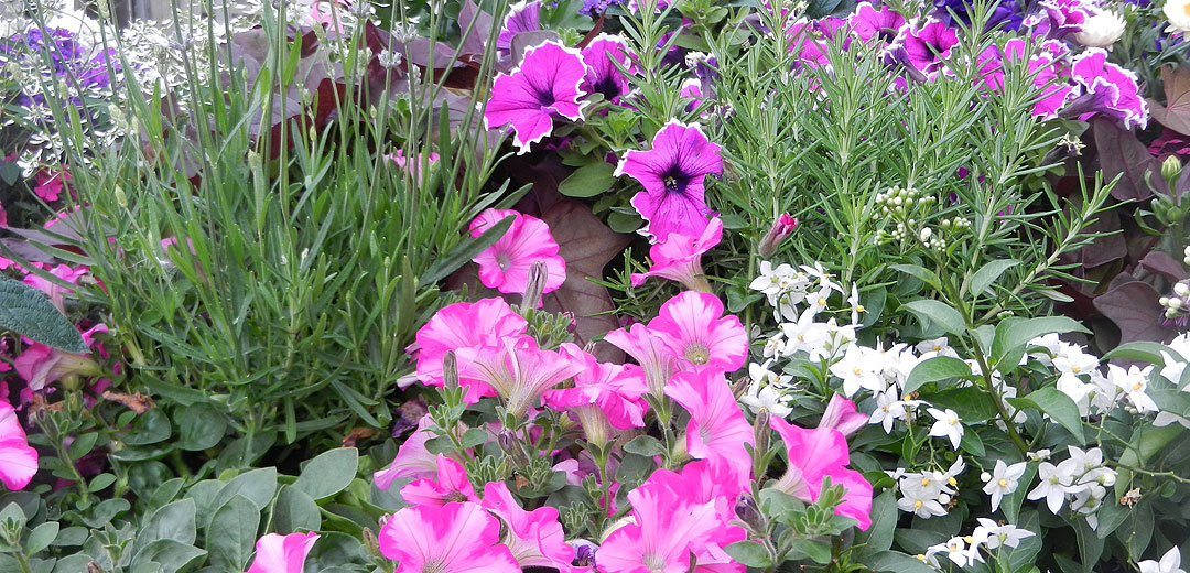 Terrassenbepflanzung im Sommer, Petunien - Gartencenter Dienst