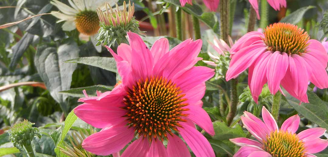 Purpur-Sonnenhut - Echinacea