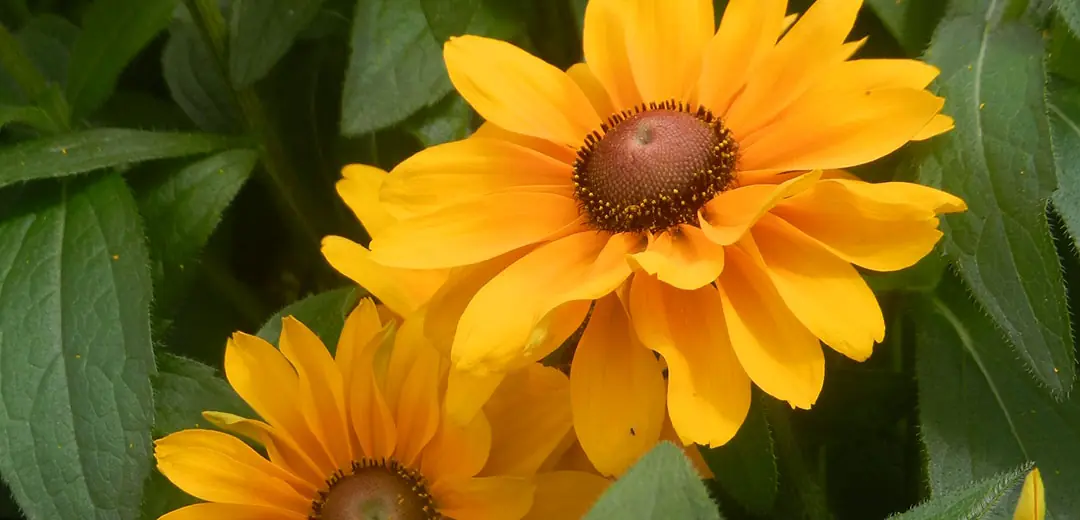 Gelber Sonnenhut (Rudbeckia)