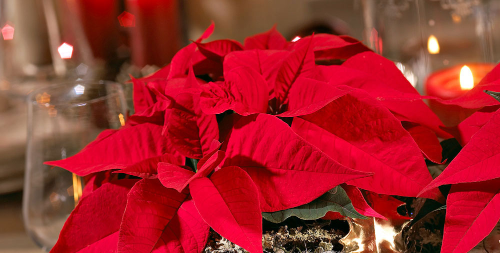 Große Aventsausstellung / Weihnachtsausstellung - Weihnachtsdeko, Adventsdeko